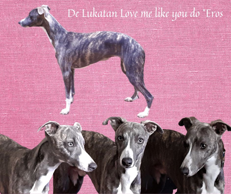 de lukatan Love me like you do(éros)