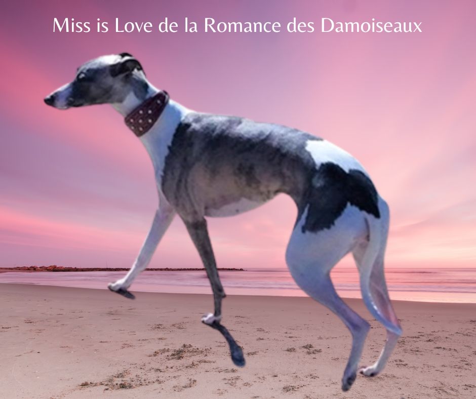 Miss is love (missis)46,5 cm de la romance des damoiseaux