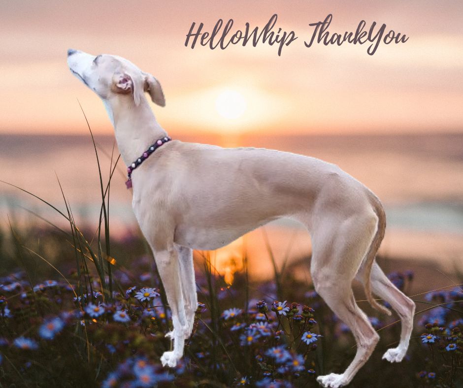 Hellowhip Thankyou