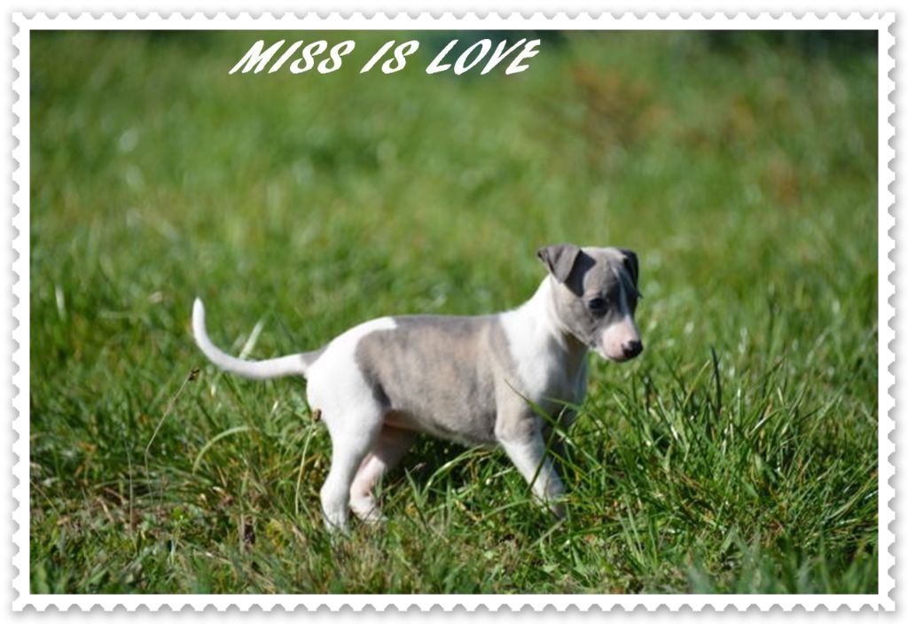 Miss is love (missis)46,5 cm de la romance des damoiseaux