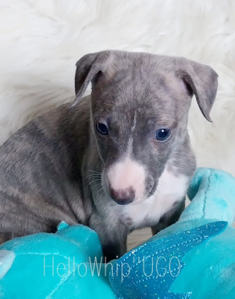 chiot Whippet Hellowhip