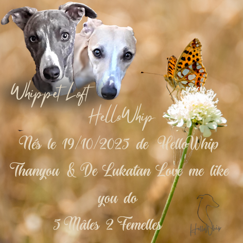 ThankYou & Eros sont fièr de leurs whippetous