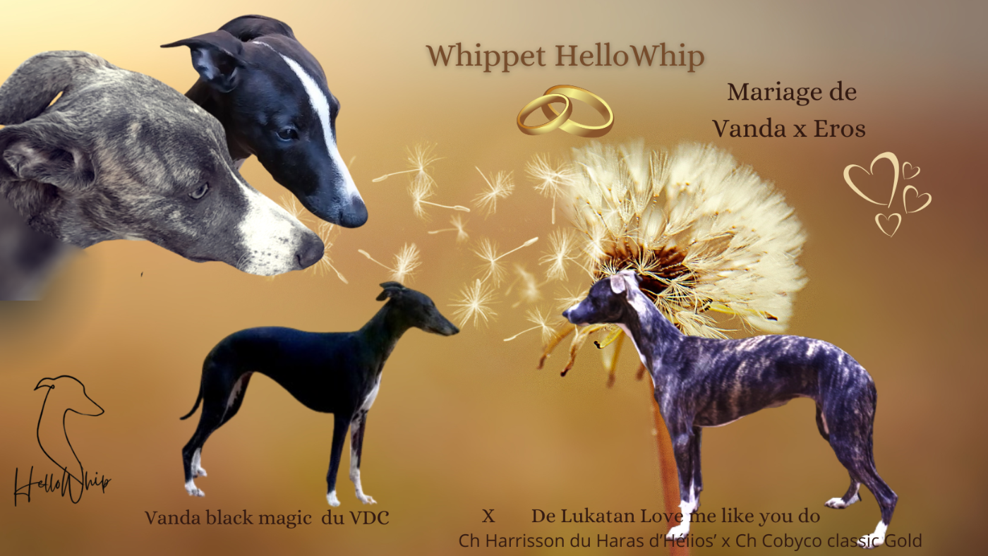 prochaine naissances Avril 2026 avec Vanda x Eros des surprises en couleurs