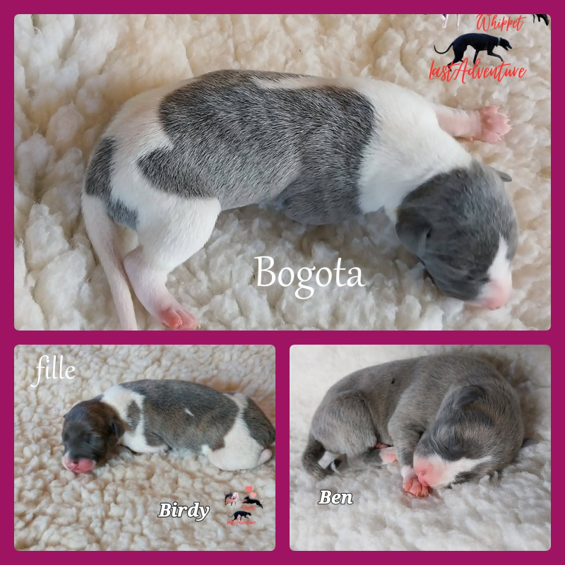 Nouvelle portée de 6 chiots dans notre famille ils sont nés le 2 juin des photos sur demande
