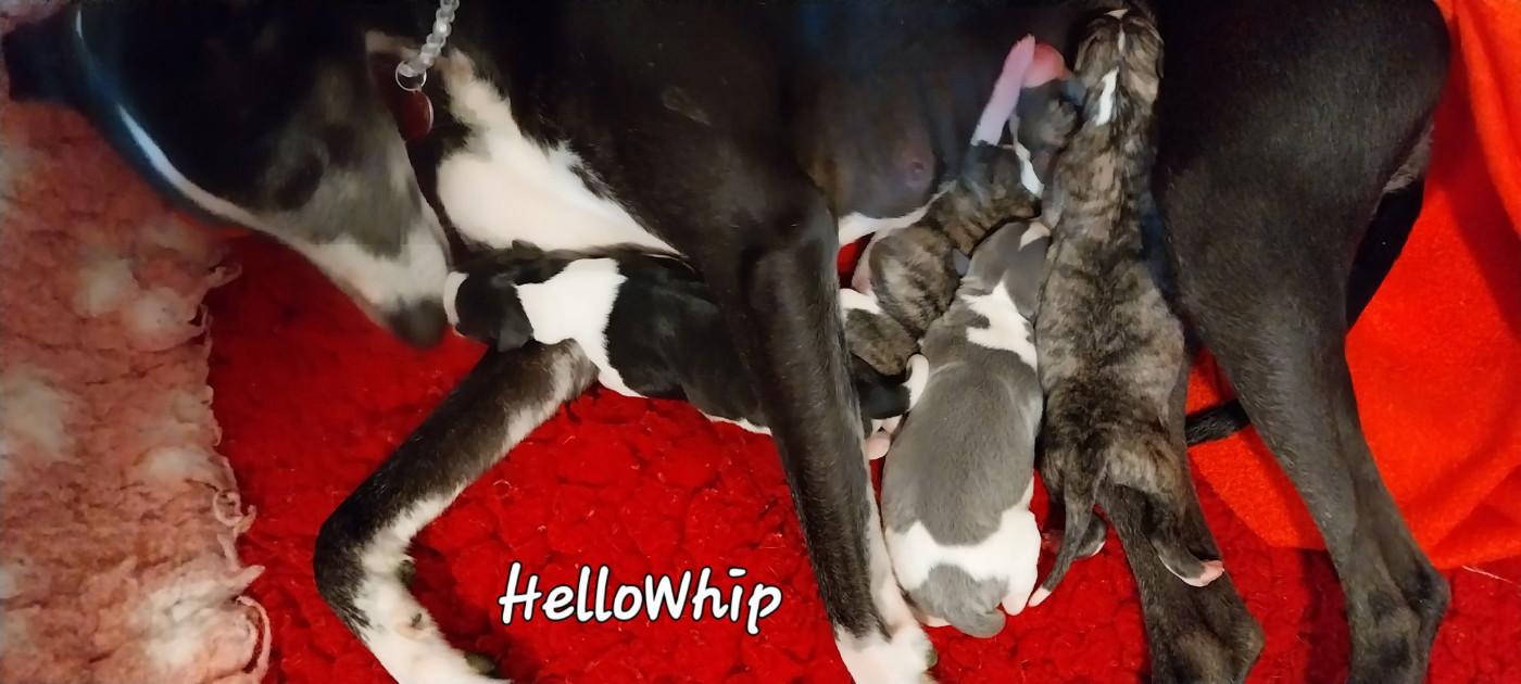 Tout les chiots ont trouvés leurs familles