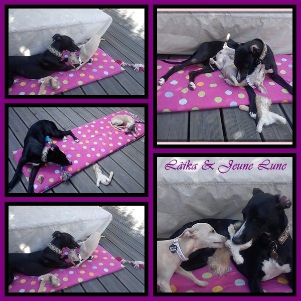 2016/17/18 Whippet