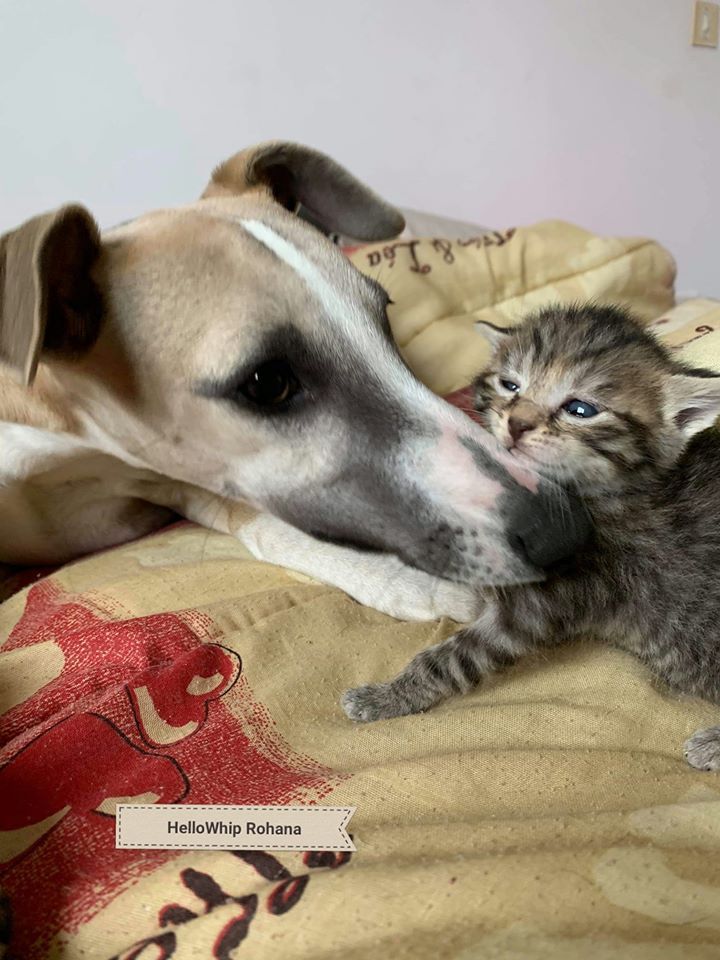 Le whippet & le chat