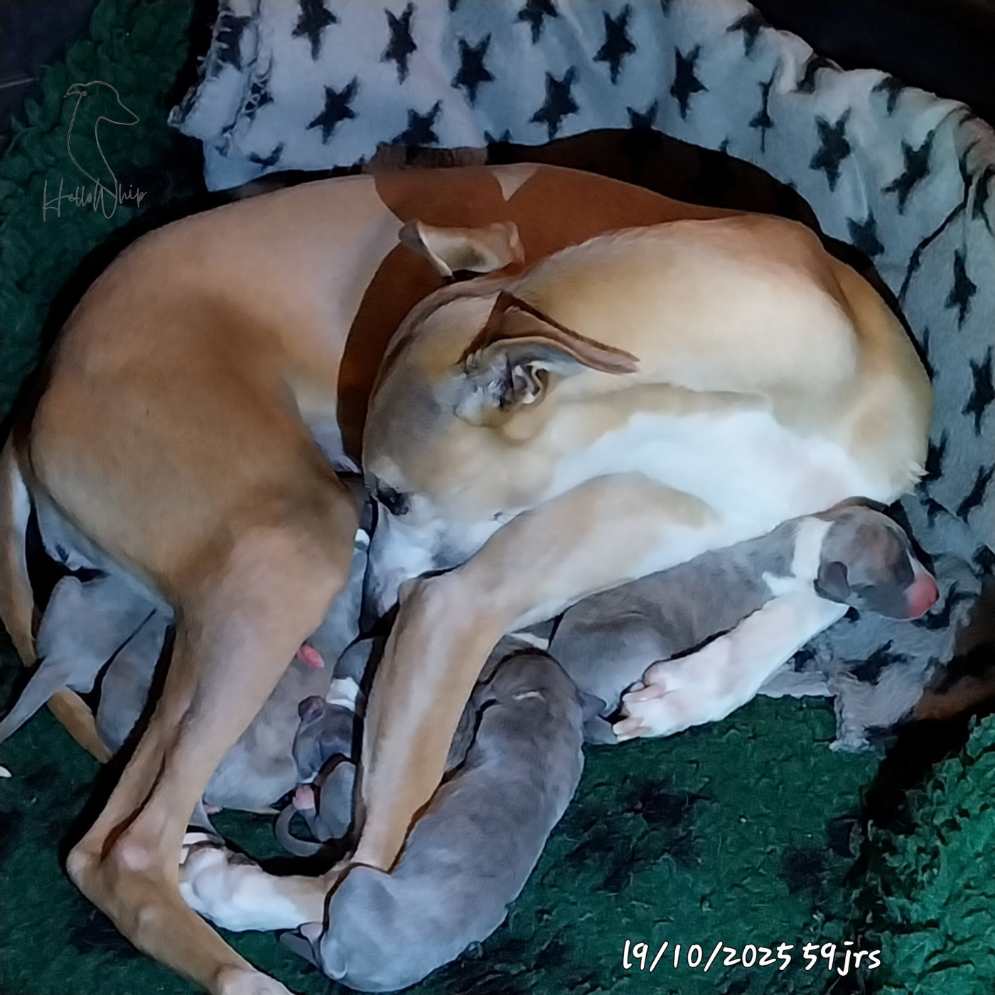 Hellowhip - Chiots disponibles - Whippet