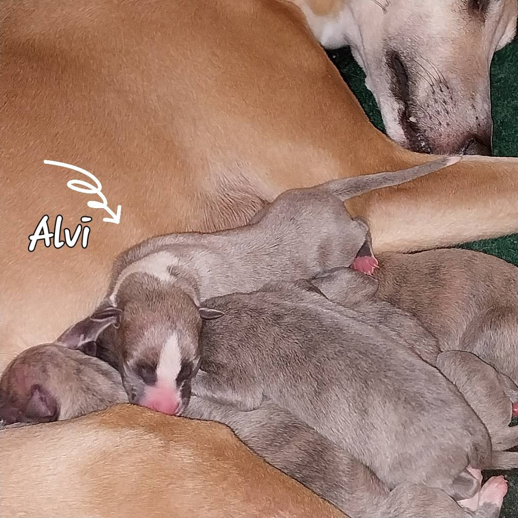 Hellowhip - Chiots disponibles - Whippet