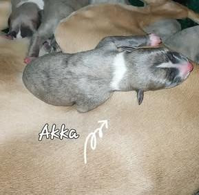 Hellowhip - Chiots disponibles - Whippet