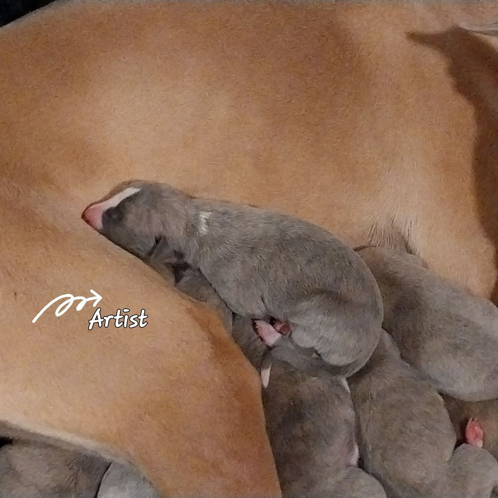 Hellowhip - Chiots disponibles - Whippet
