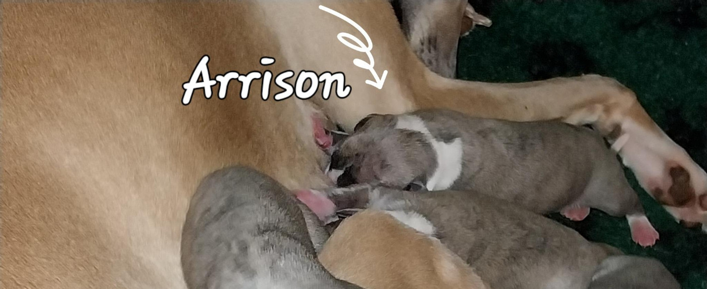 Hellowhip - Chiots disponibles - Whippet