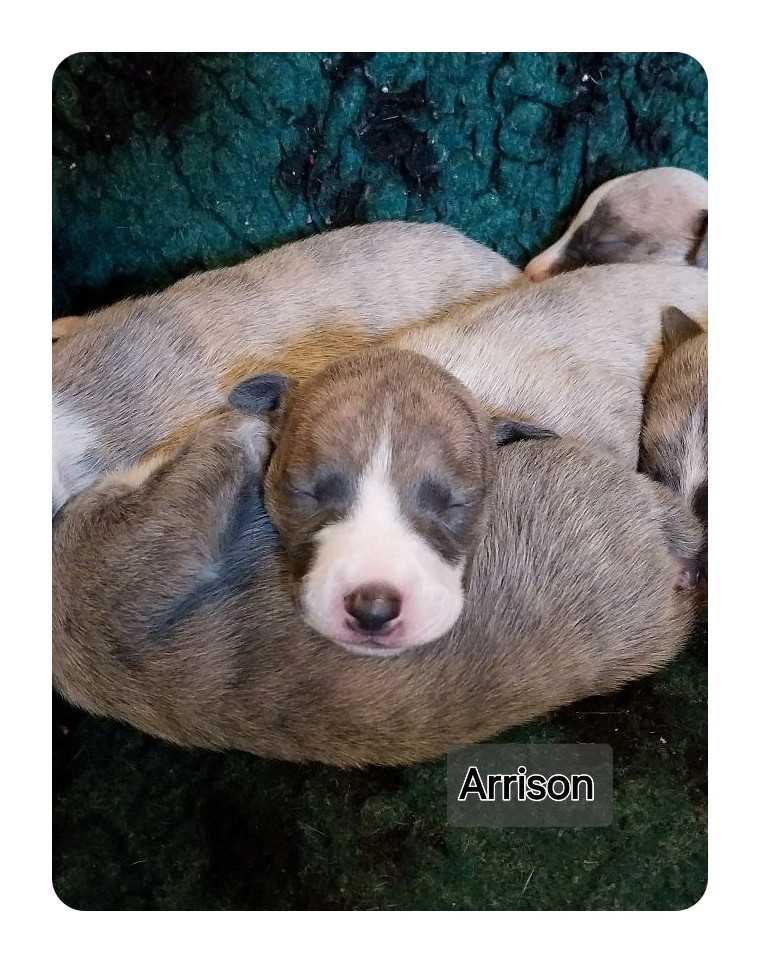 Hellowhip - Chiots disponibles - Whippet