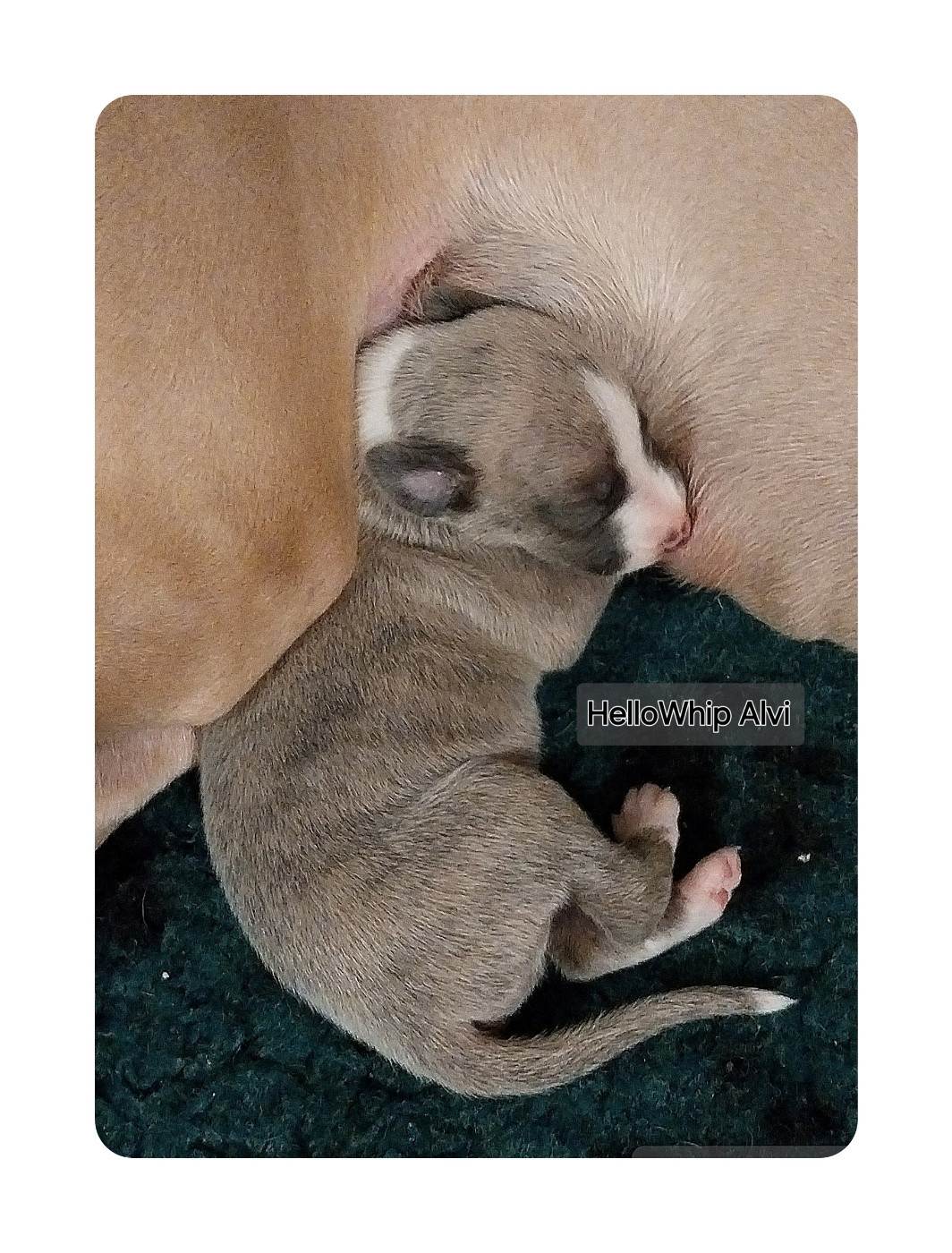Hellowhip - Chiots disponibles - Whippet
