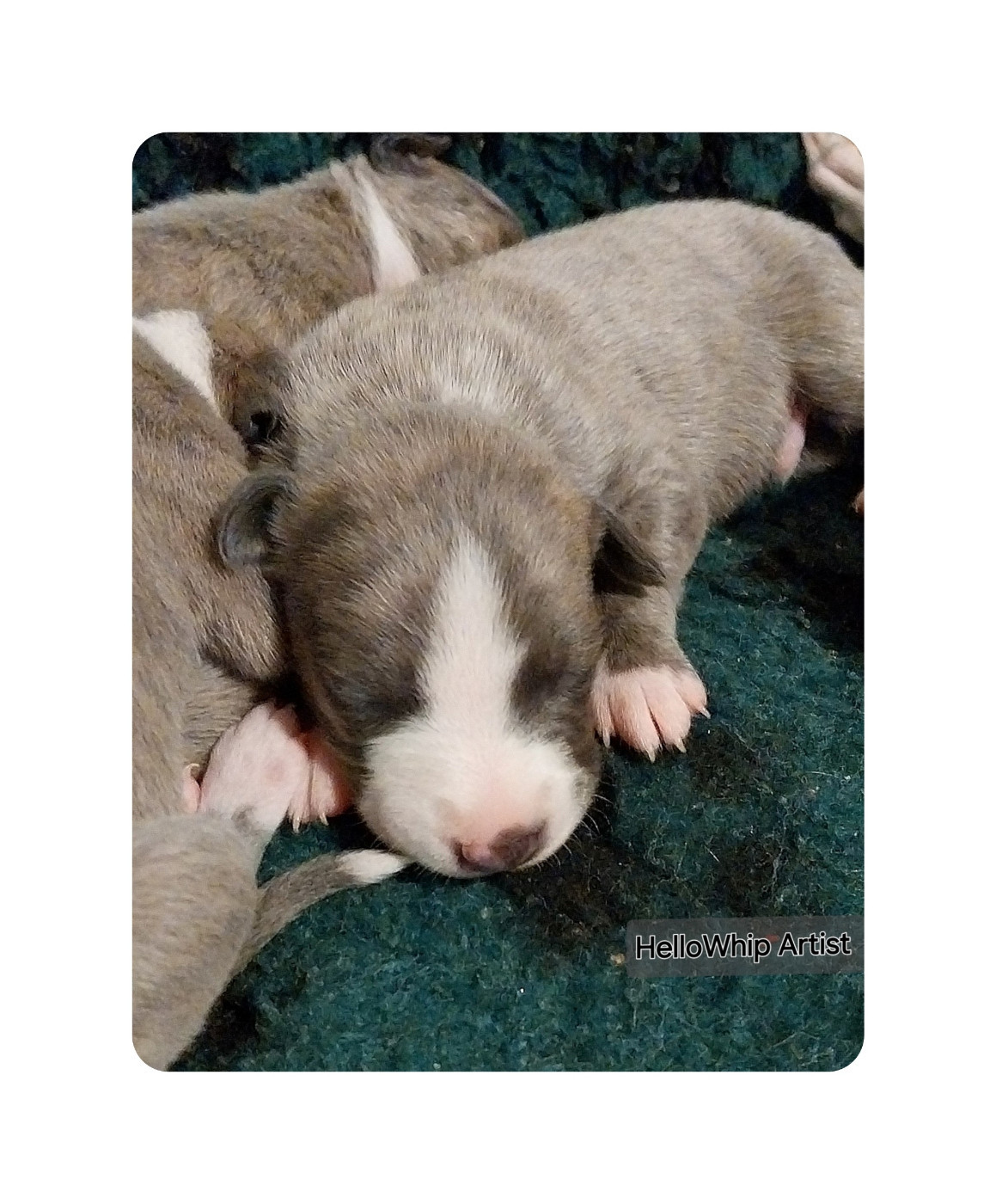 Hellowhip - Chiots disponibles - Whippet