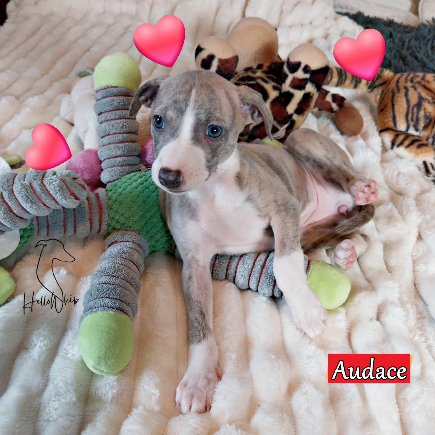 Hellowhip - Chiots disponibles - Whippet