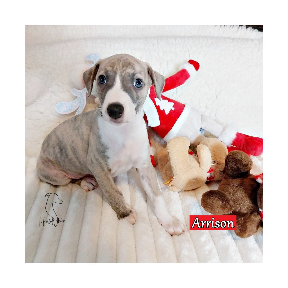 Hellowhip - Chiots disponibles - Whippet