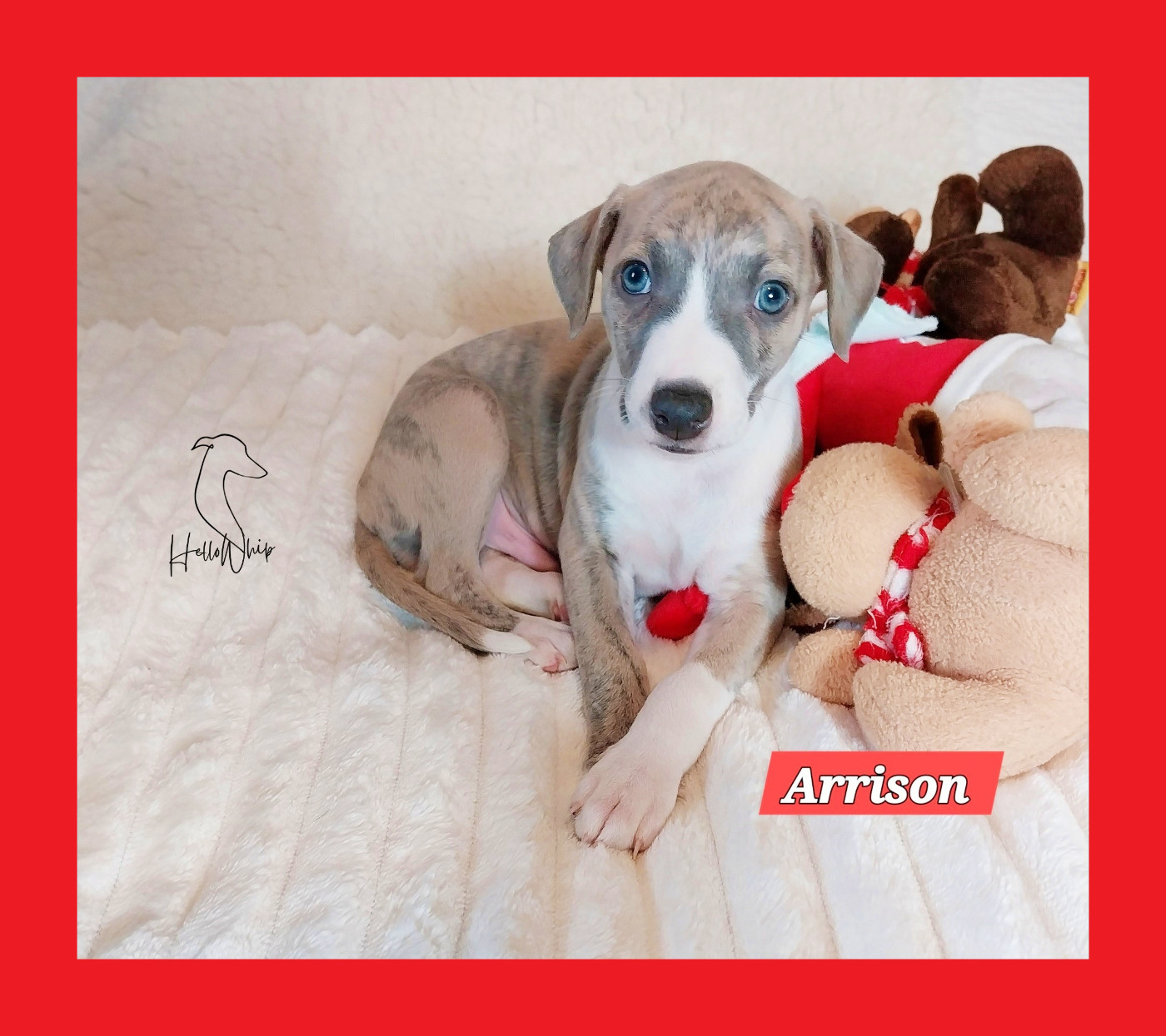Hellowhip - Chiots disponibles - Whippet