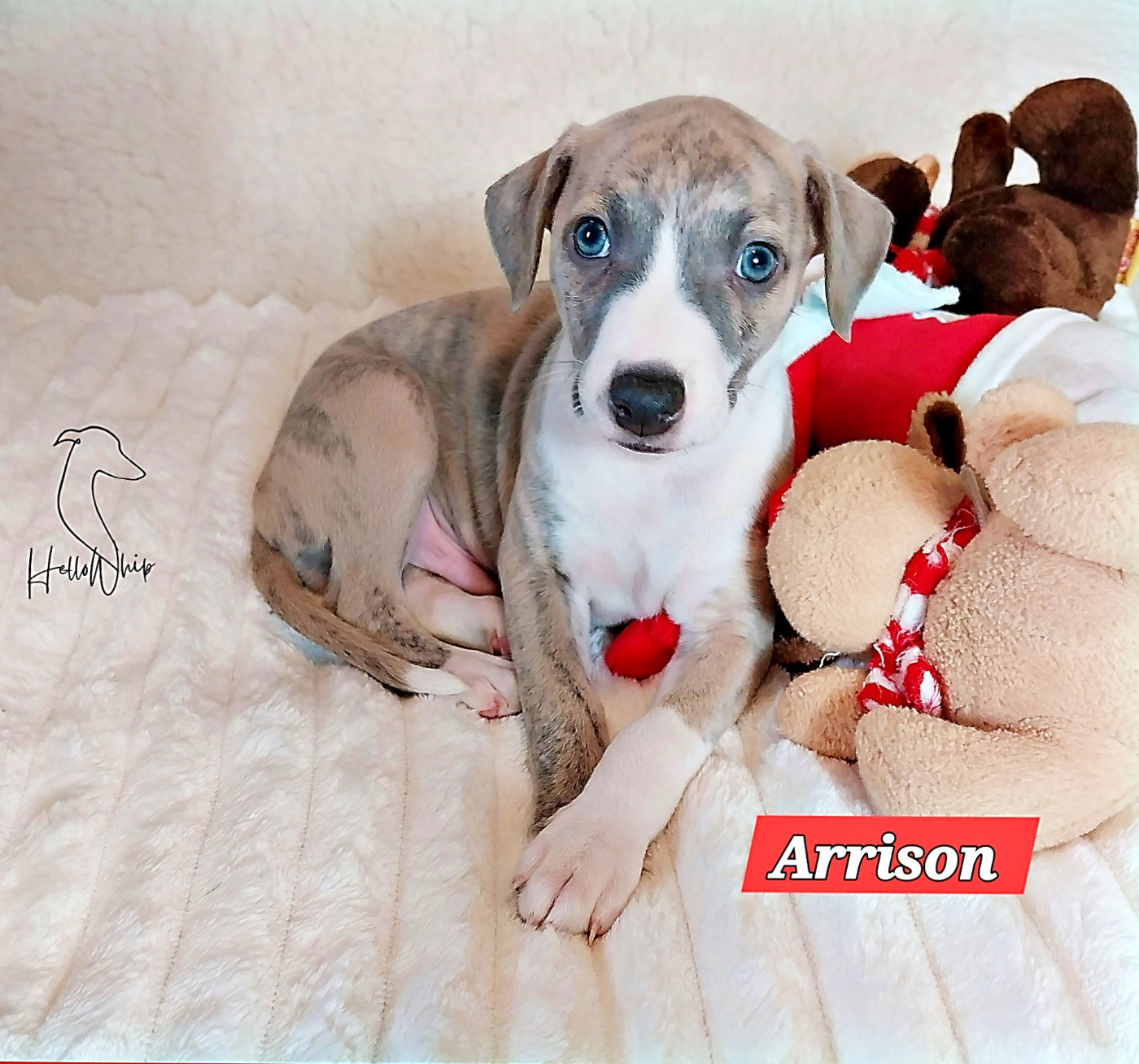 Hellowhip - Chiots disponibles - Whippet