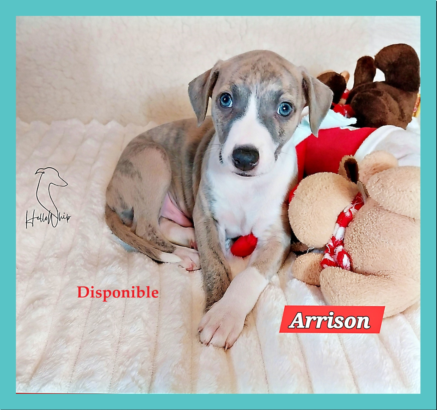 Hellowhip - Chiots disponibles - Whippet