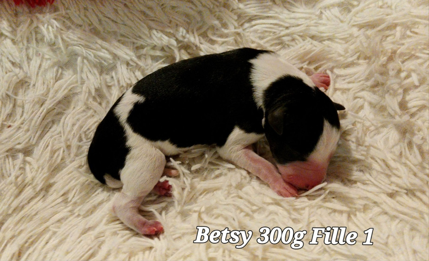 Hellowhip - Chiots disponibles - Whippet