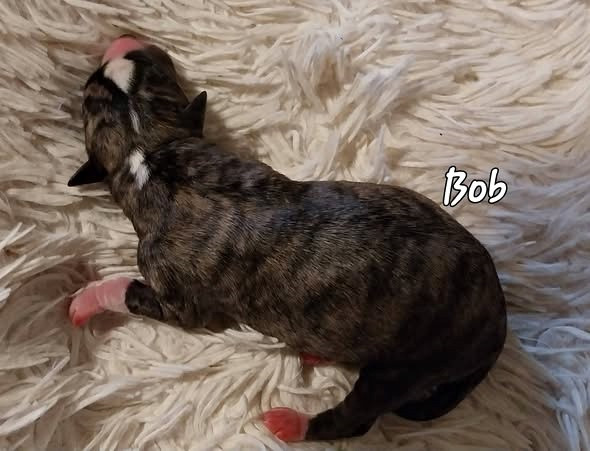 Hellowhip - Chiots disponibles - Whippet