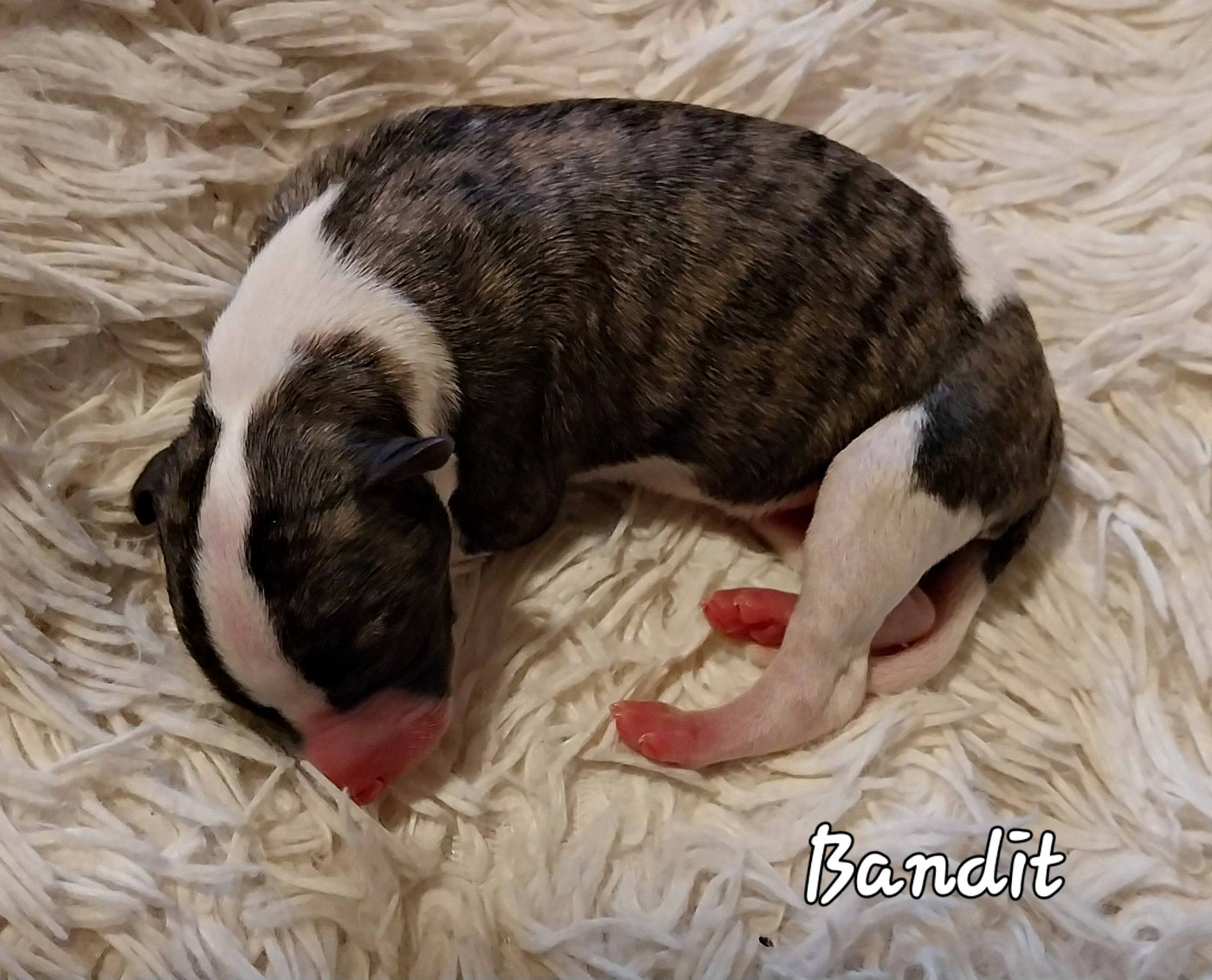 Hellowhip - Chiots disponibles - Whippet