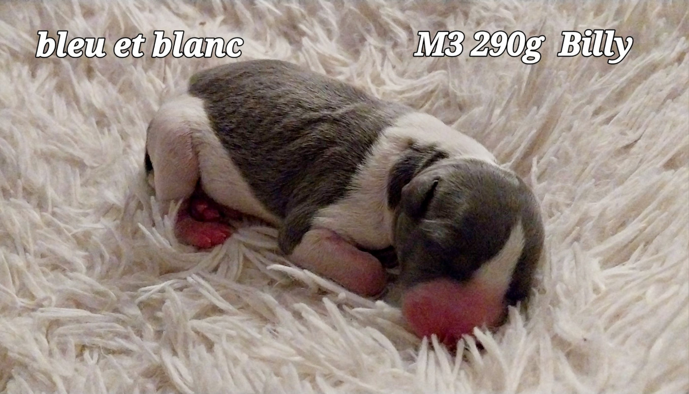 Hellowhip - Chiots disponibles - Whippet