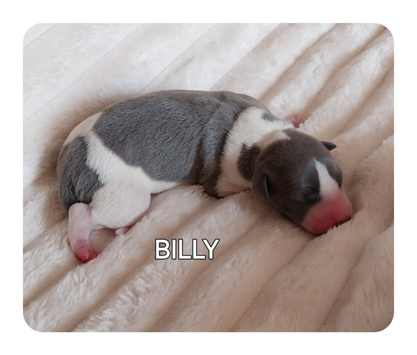 Hellowhip - Chiots disponibles - Whippet