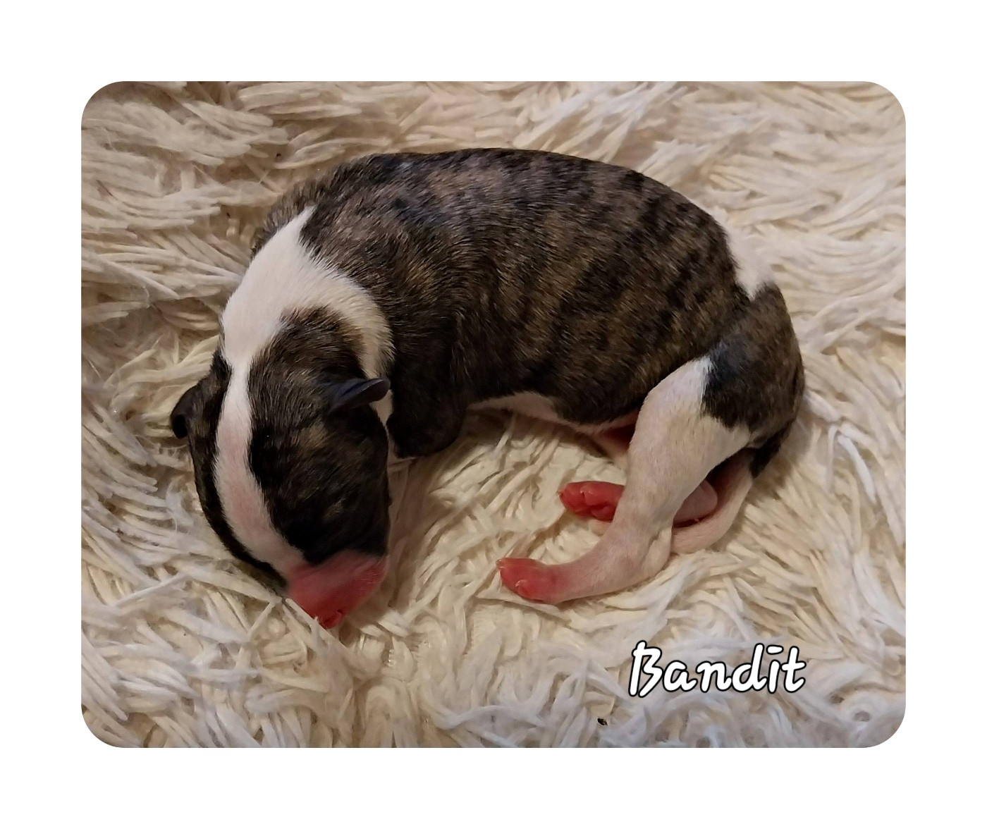 Hellowhip - Chiots disponibles - Whippet