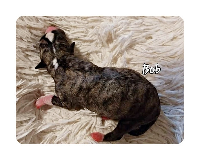 Hellowhip - Chiots disponibles - Whippet