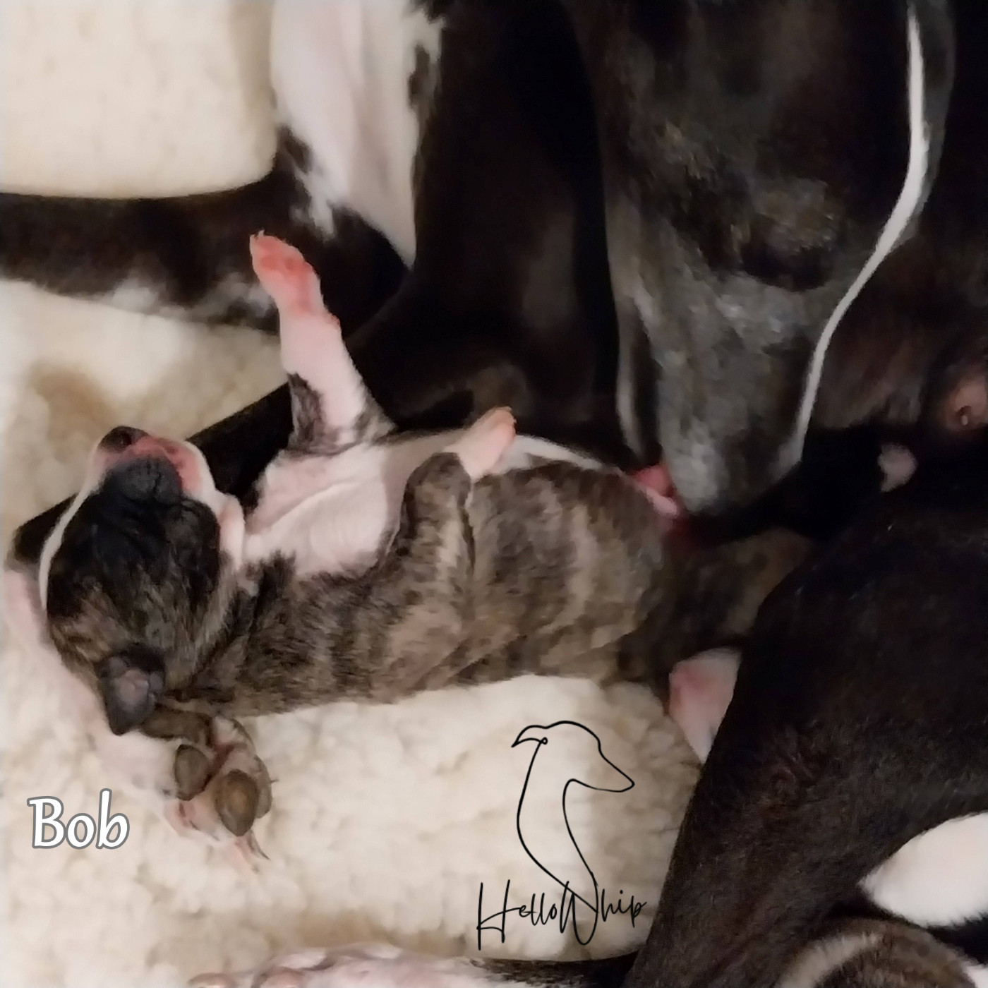 Chiot Whippet Hellowhip