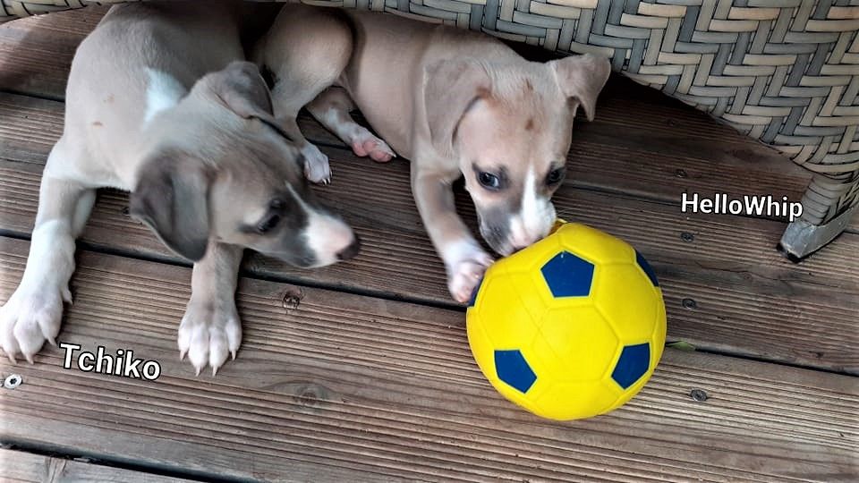 Hellowhip - Whippet - Portée née le 08/05/2022