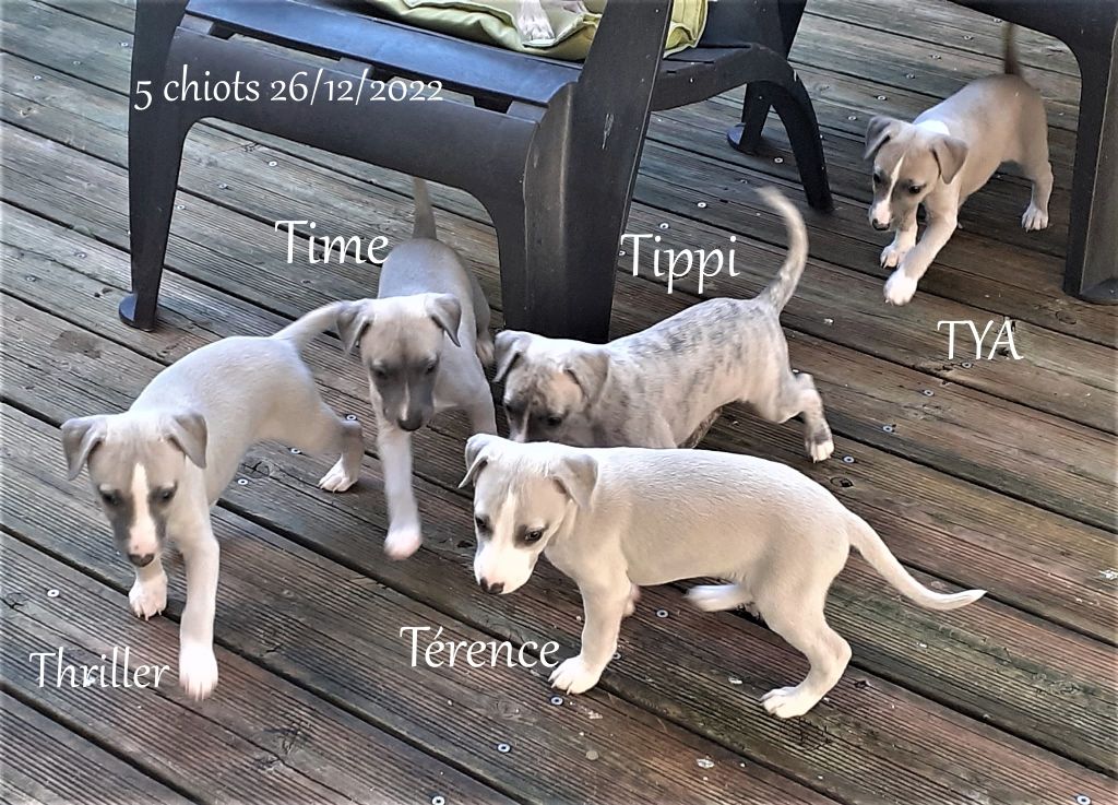 Hellowhip - Whippet - Portée née le 26/12/2022