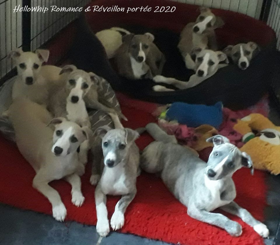 Chiot Whippet Hellowhip